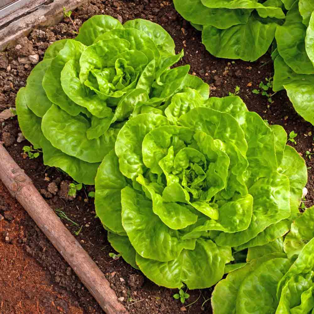 Buttercrunch Bibb Lettuce