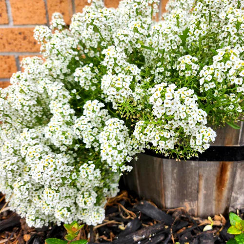 Carpet of Snow Alyssum
