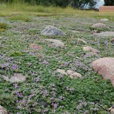 The Perennial Path Pack
