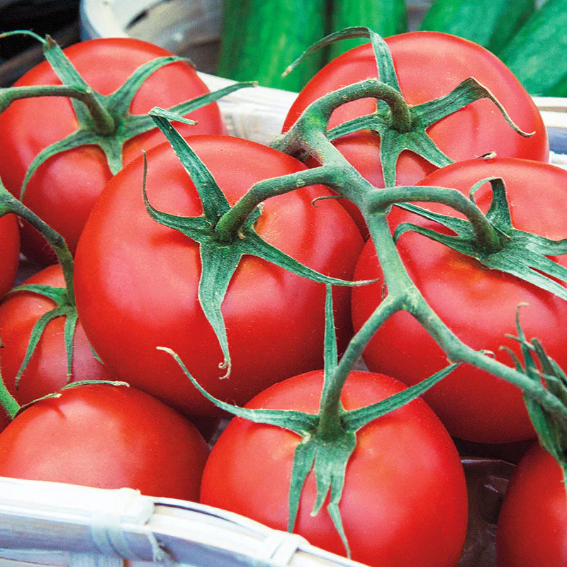 Early Girl Tomato