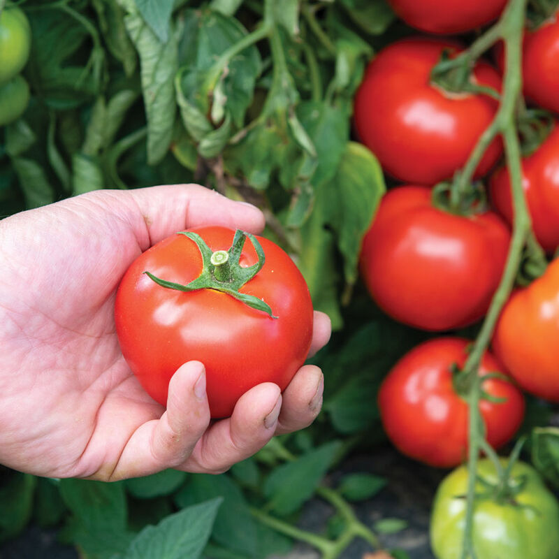 Estiva Tomato