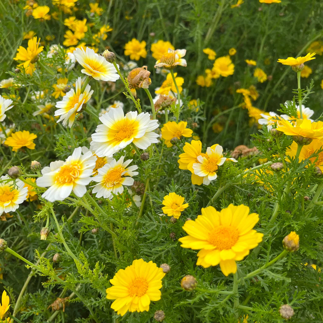 Garland Daisy