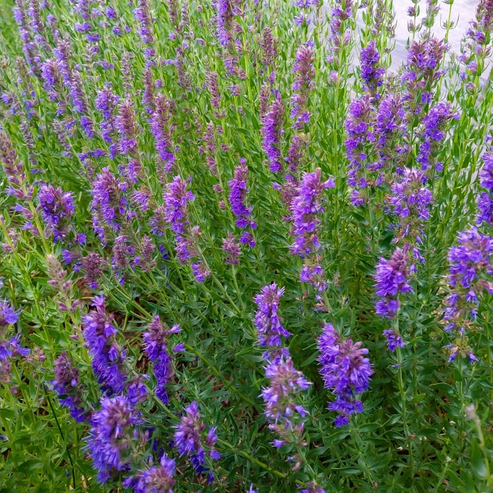 Hyssop