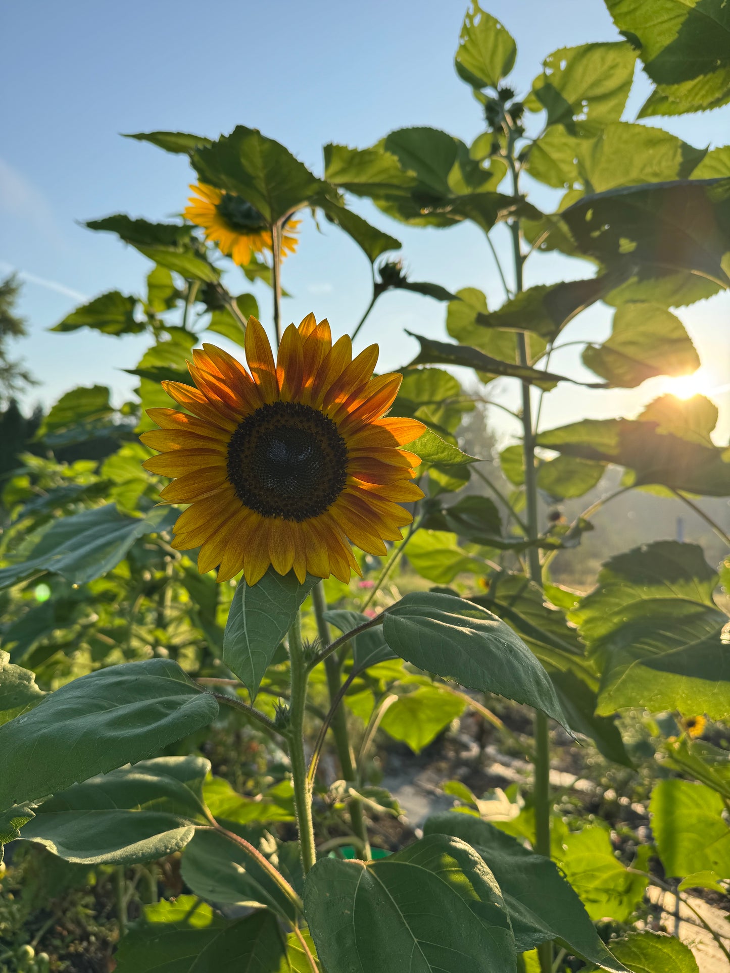 Sunflower Lovers