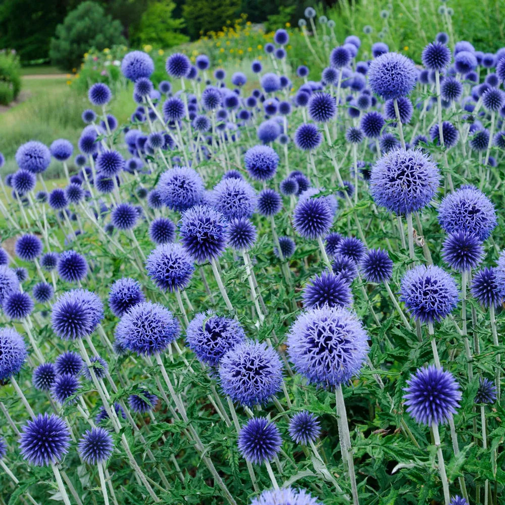 Ritro Echinops
