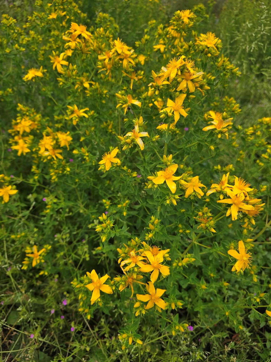 St. John's Wort