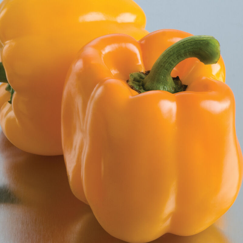 Sweet Sunrise Bell Pepper