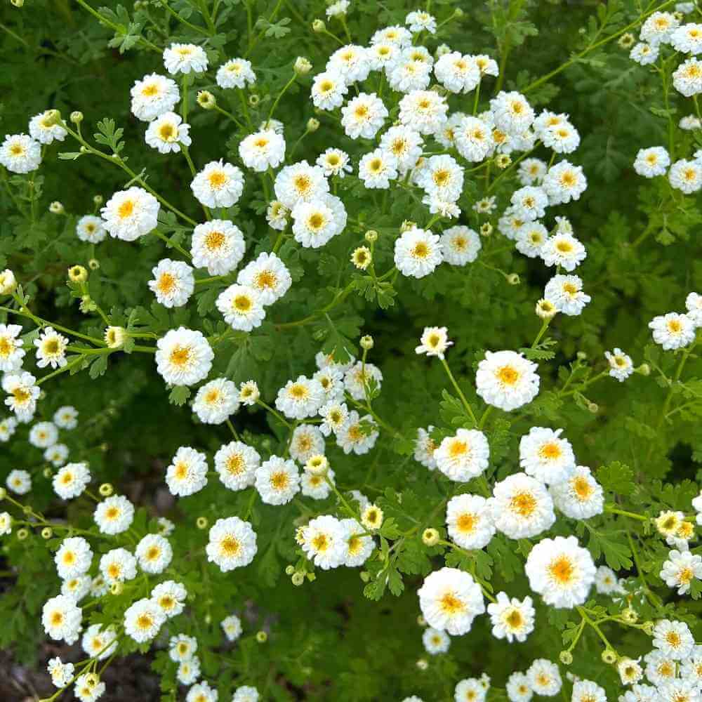 Tetra Feverfew