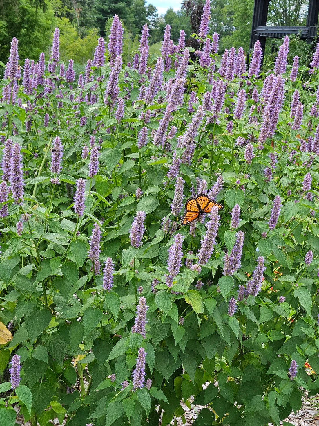 Agastache Anise Hyssop