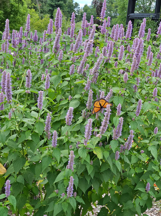 Agastache Anise Hyssop