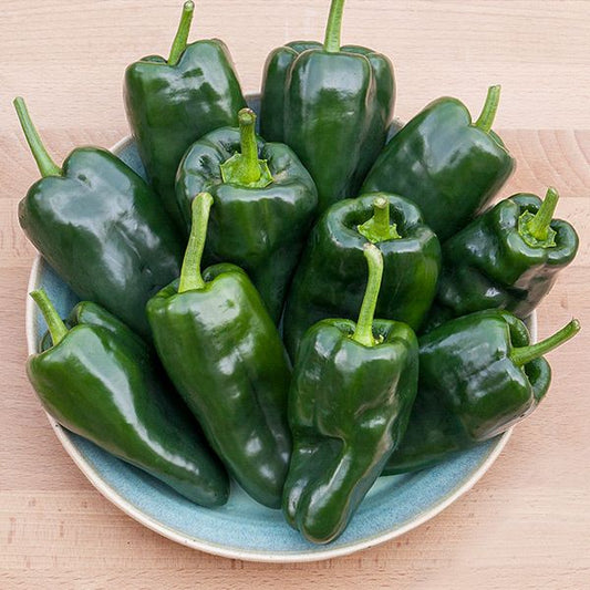 Bastan Poblano Pepper