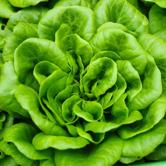 Butterhead Bibb Lettuce