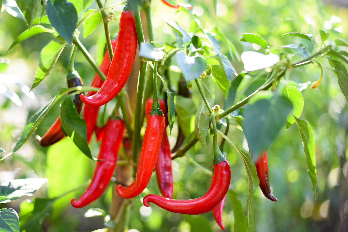 Cayenne Pepper