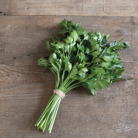 Giant Italian Parsley