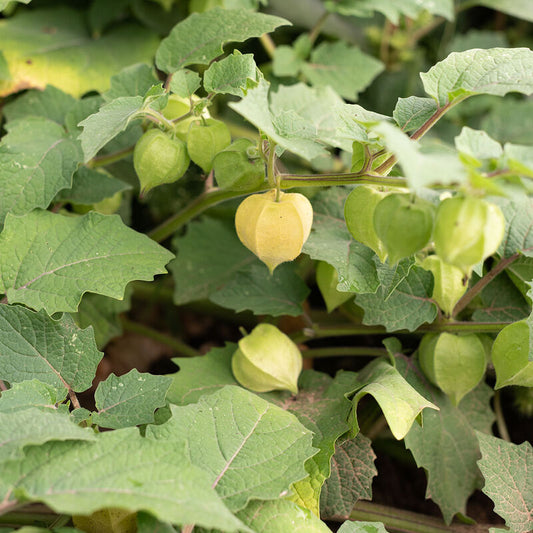 Goldie Ground Cherry