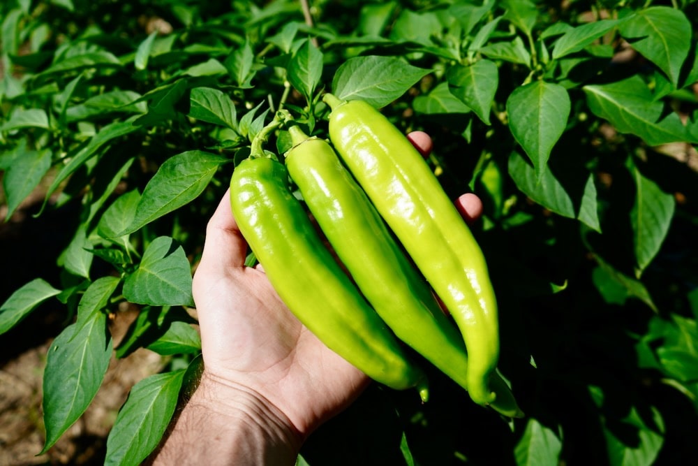 Hatch Green Chile Pepper