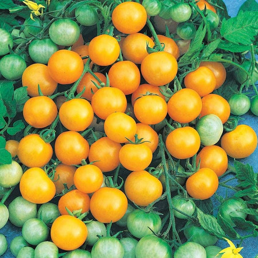 Honey Bee Cherry Tomato
