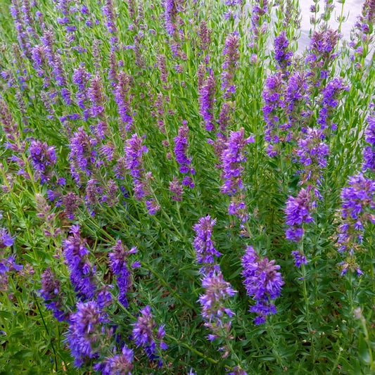 Hyssop
