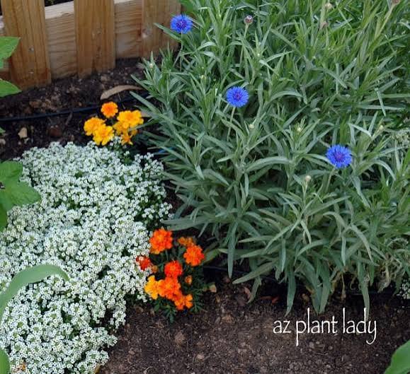 Marigold Bachelor Button Heritage Mix
