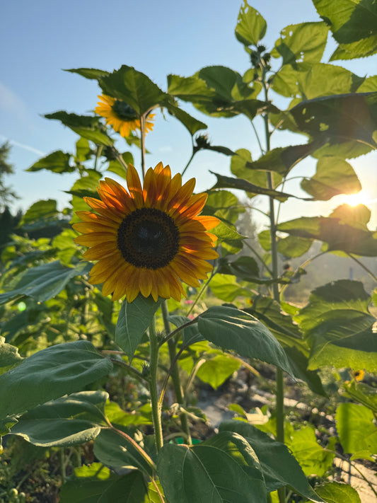 Sunflower Lovers