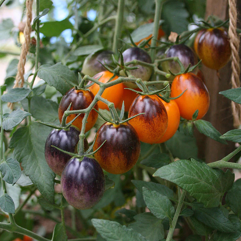 Indigo Kumquat Cherry Tomato