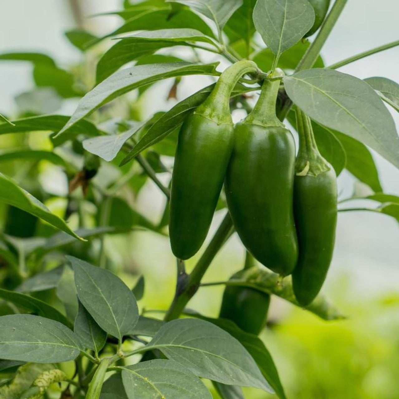 Jalepeño Pepper