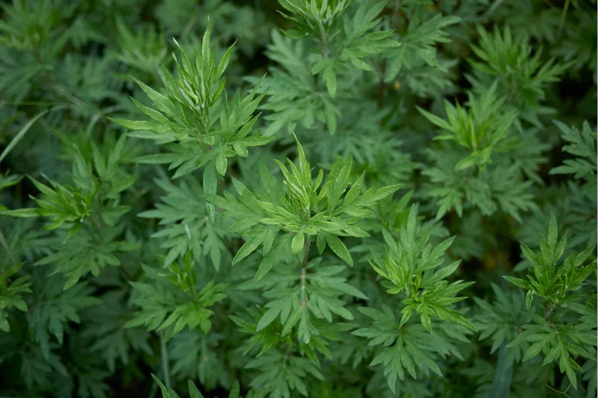 Mugwort
