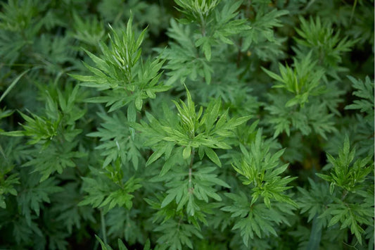 Mugwort