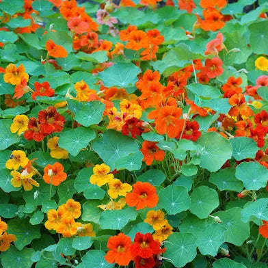 Phoenix Nasturtium