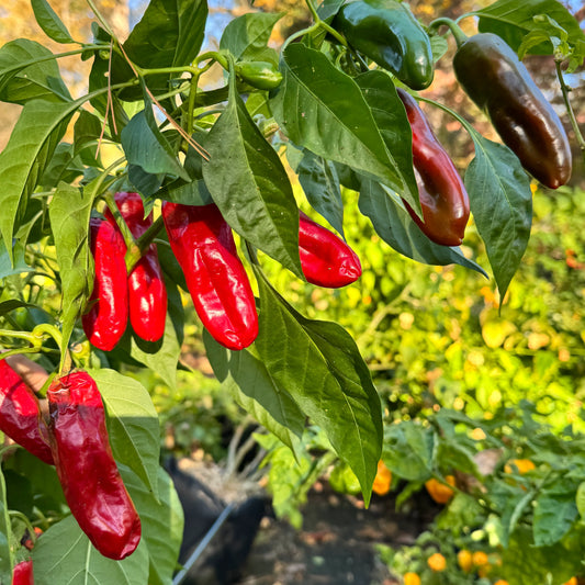Paprika Numex Pepper
