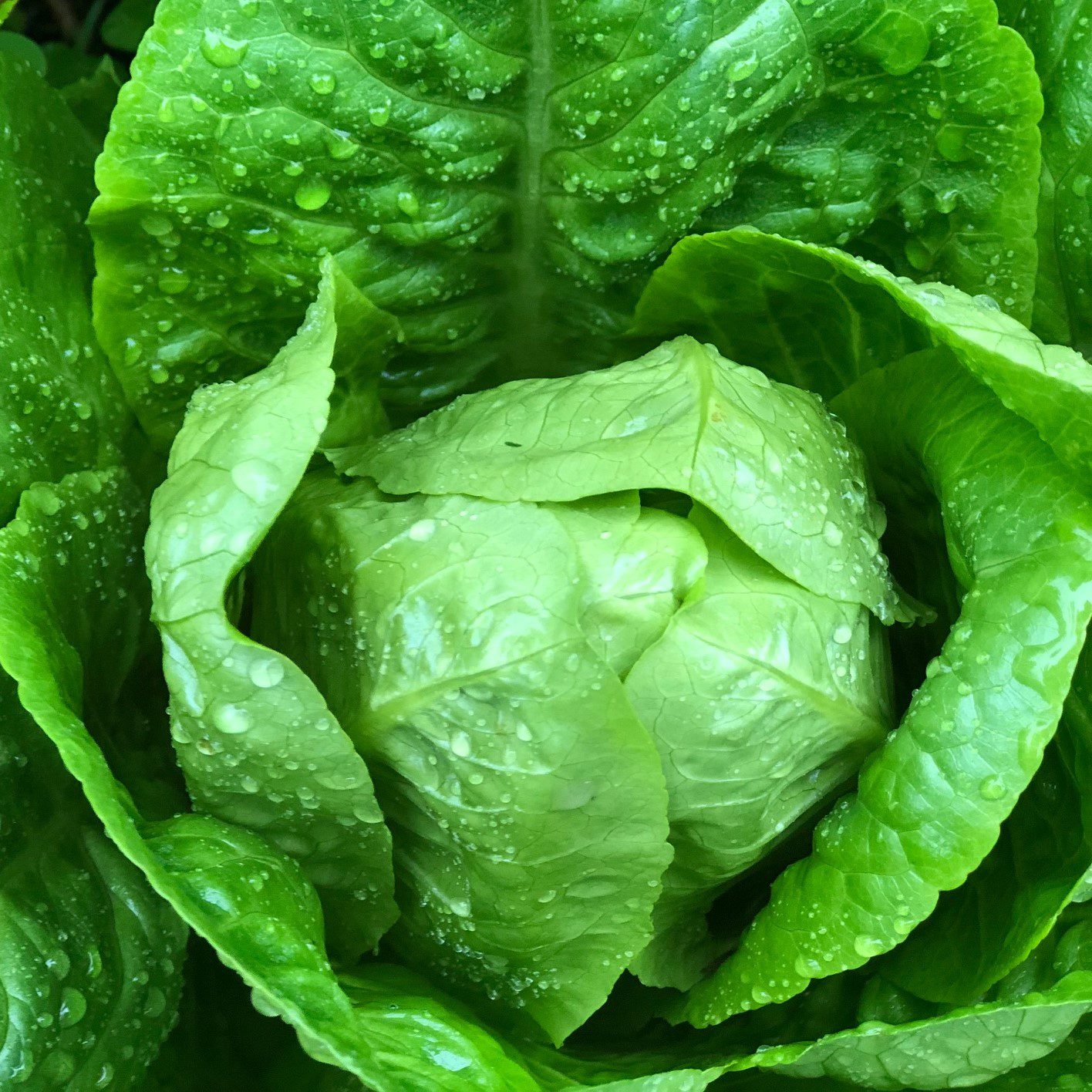 Plato II Romaine