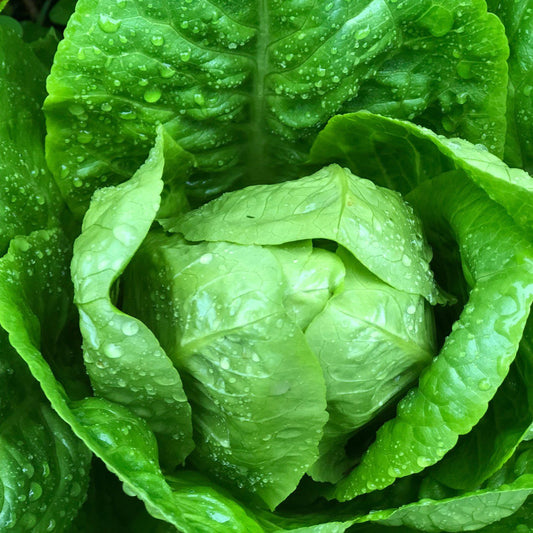 Plato II Romaine