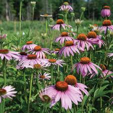 Purpurea Echinacea