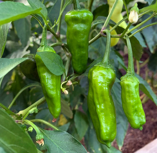 Shishito Pepper