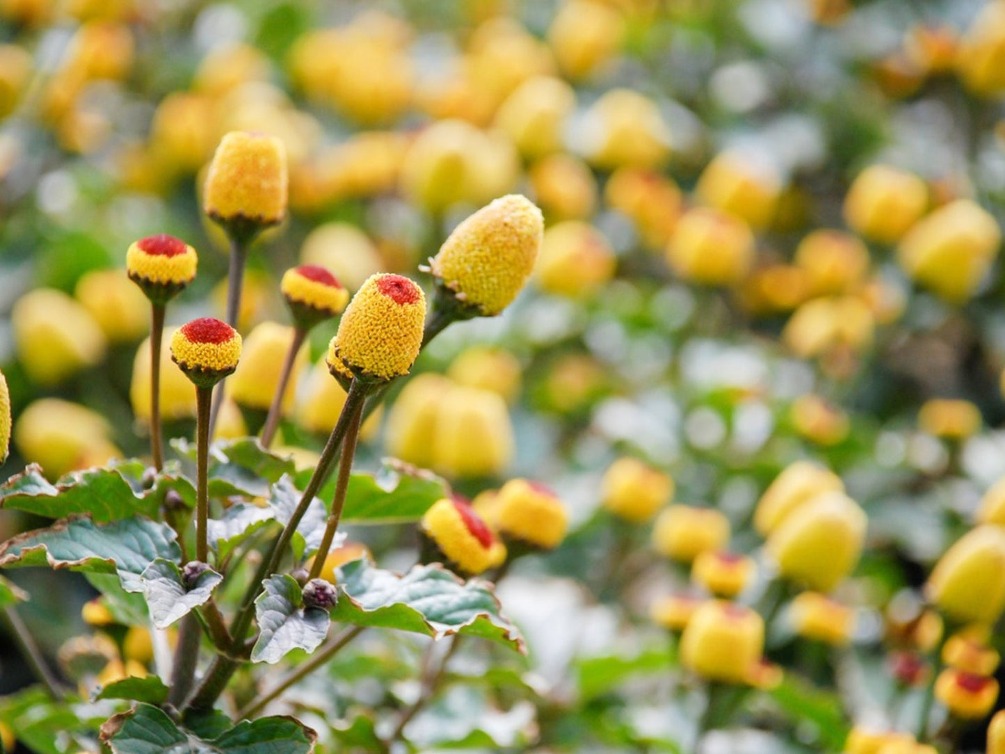 Spilanthes