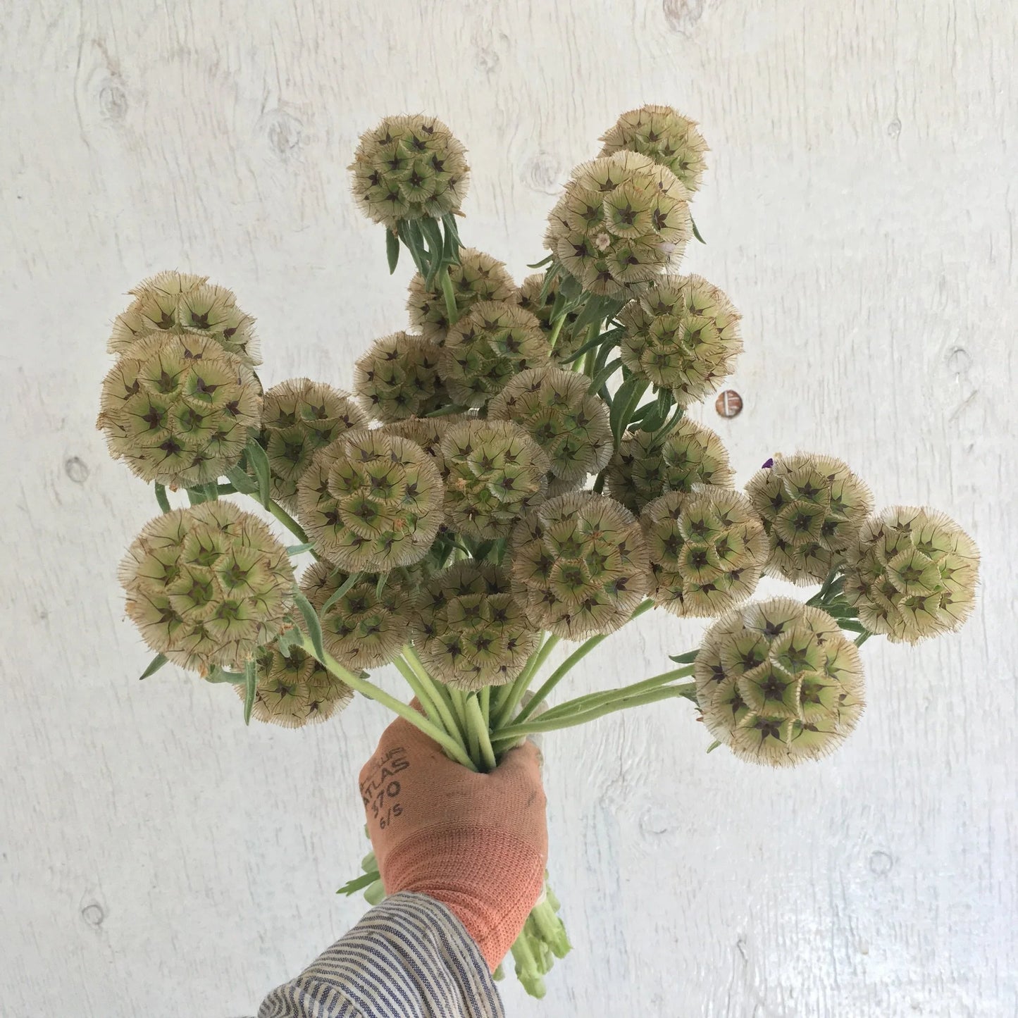 Starflower Scabiosa