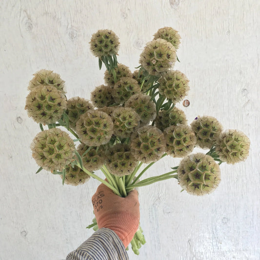 Starflower Scabiosa