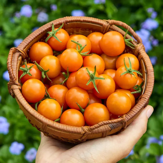 Sungold Cherry Tomato