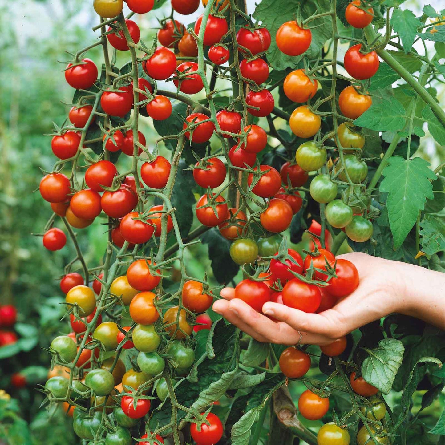 Super Sweet Cherry Tomato
