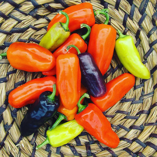 Sweet Pippen's Golden Honey Pepper