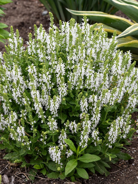 White Swan Clary Sage