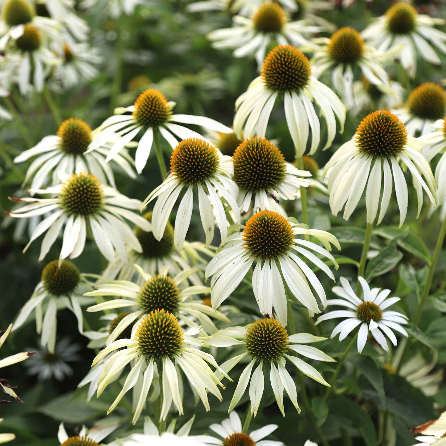 White Swan Echinacea